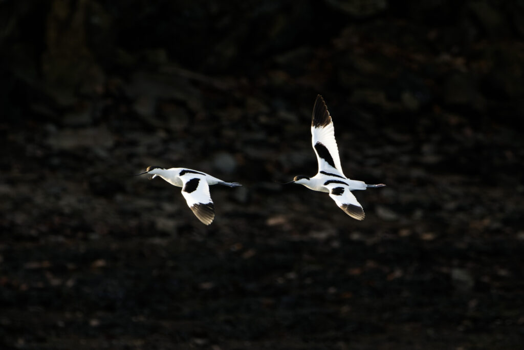 Avocet