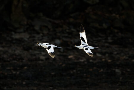 Thumbnail of Avocet