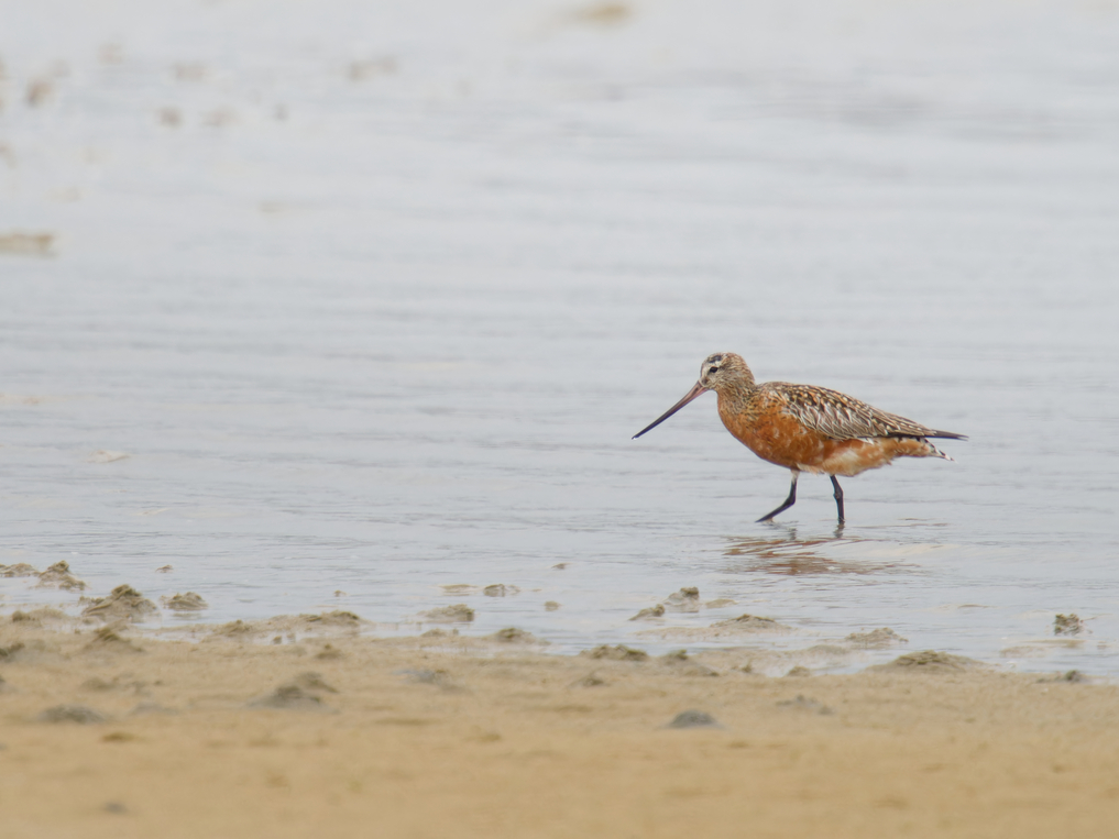 Photo of Bar Tailed Godwit