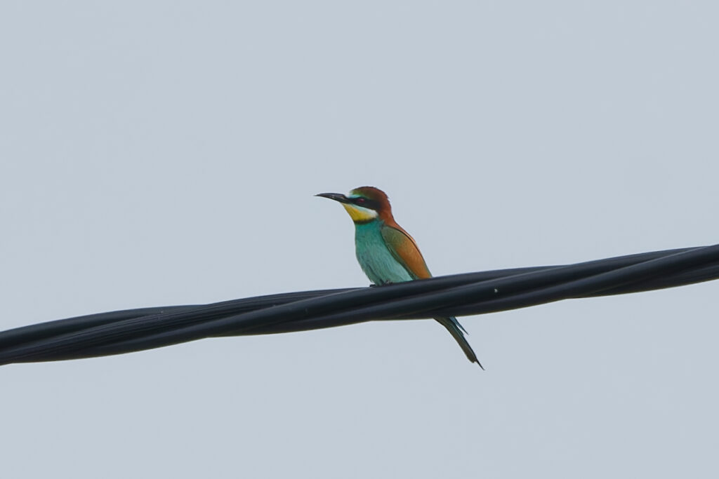 Photo of Bee-Eater