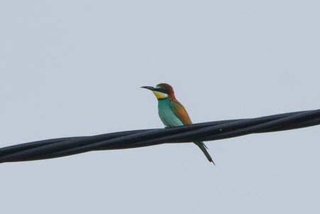 Thumbnail of Bee-Eater