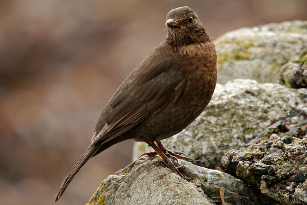 Photo of Blackbird