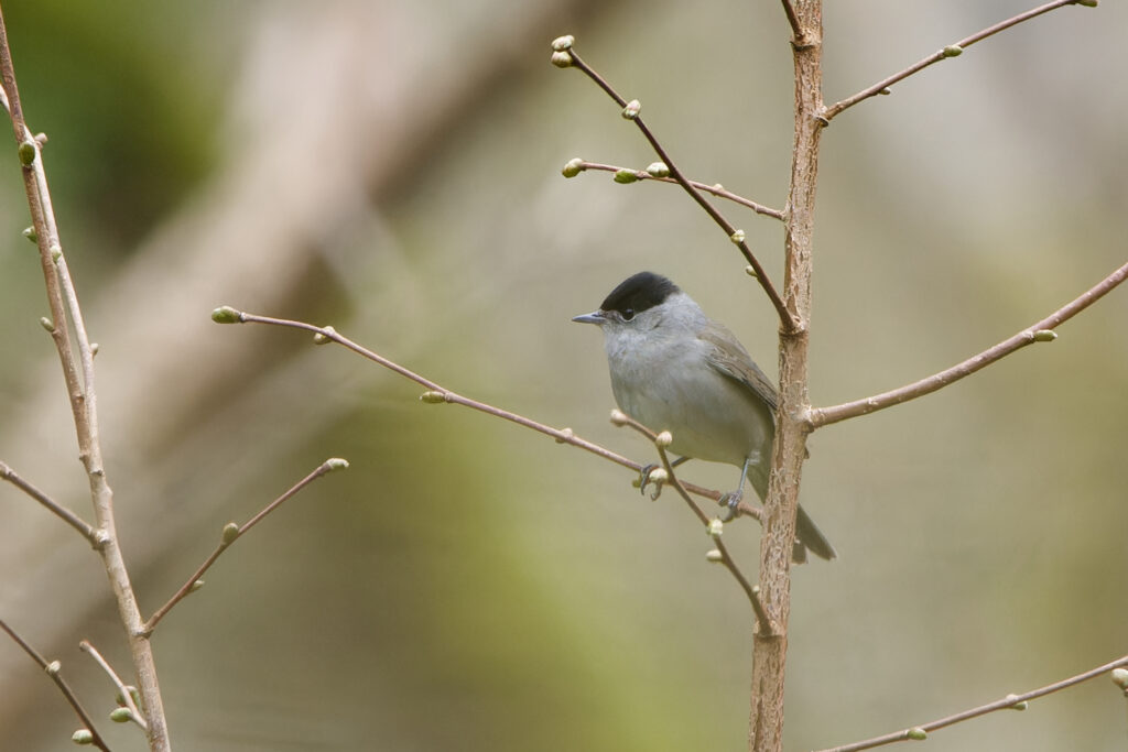 Blackcap