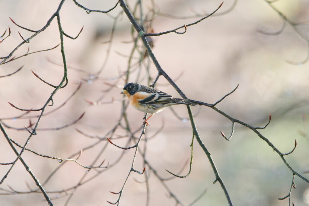 Photo of Brambling