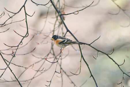 Thumbnail of Brambling