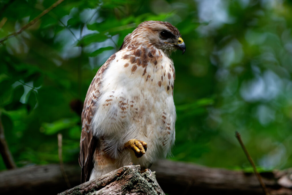 Photo of Buzzard