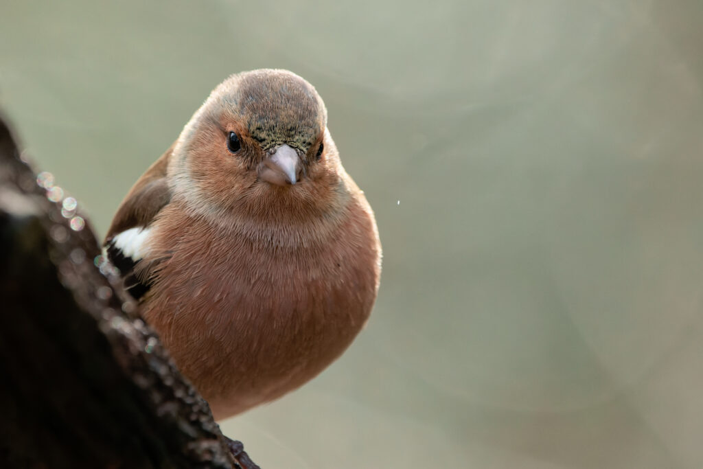 Photo of Chaffinch