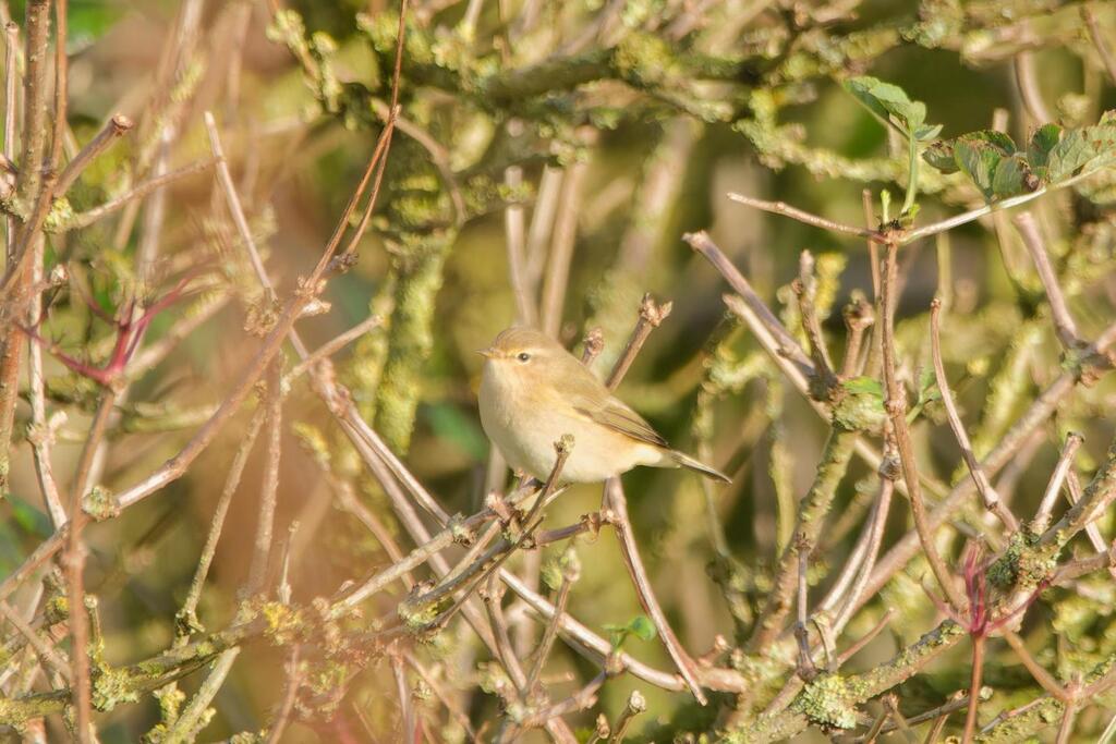 Photo of Chiffchaff