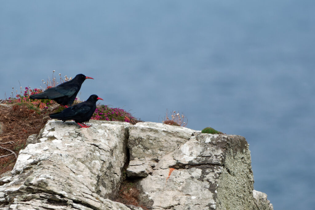 Chough