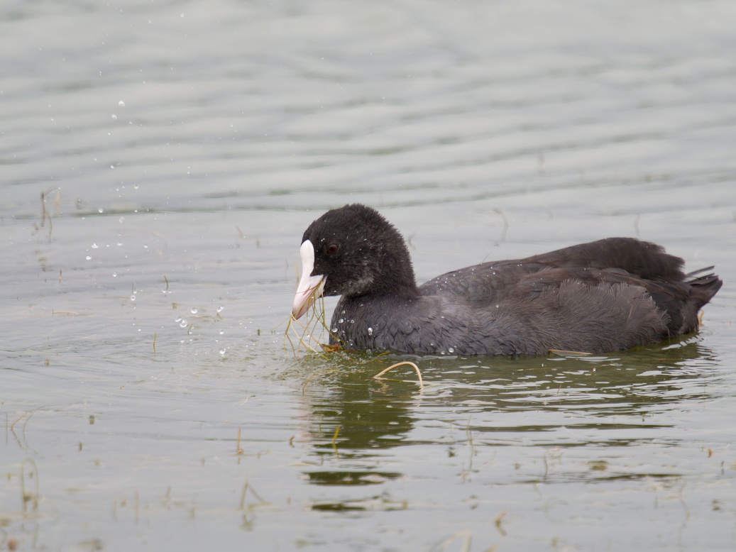 Photo of Coot