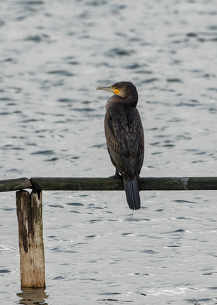 Thumbnail of Cormorant