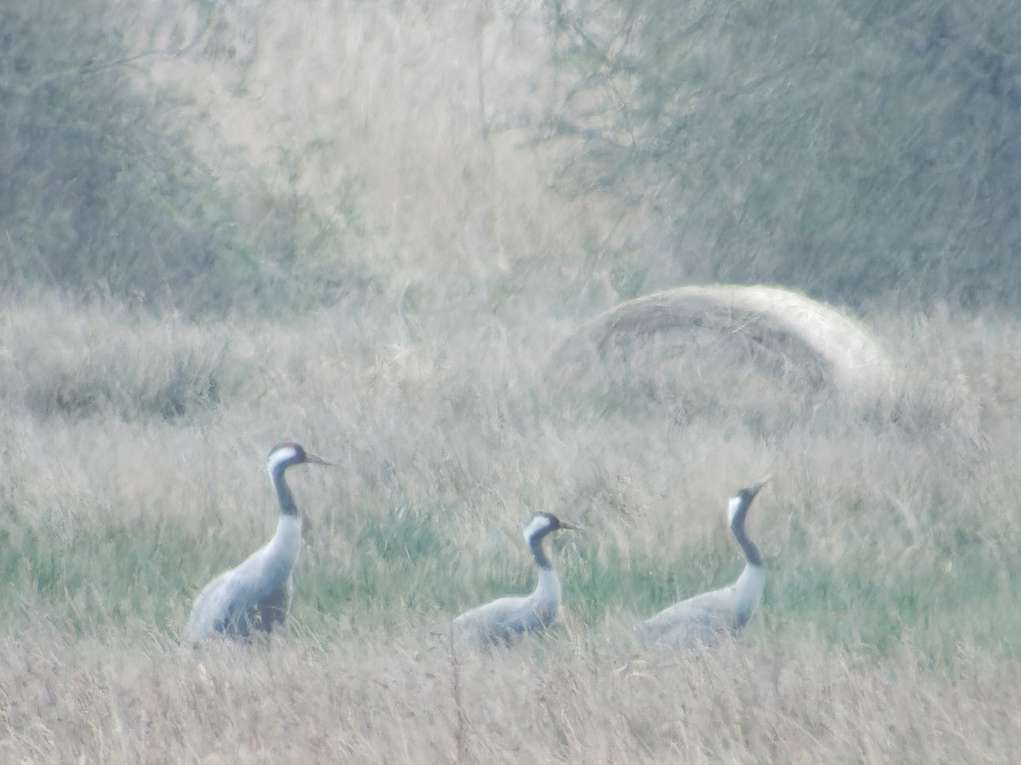 Photo of Crane