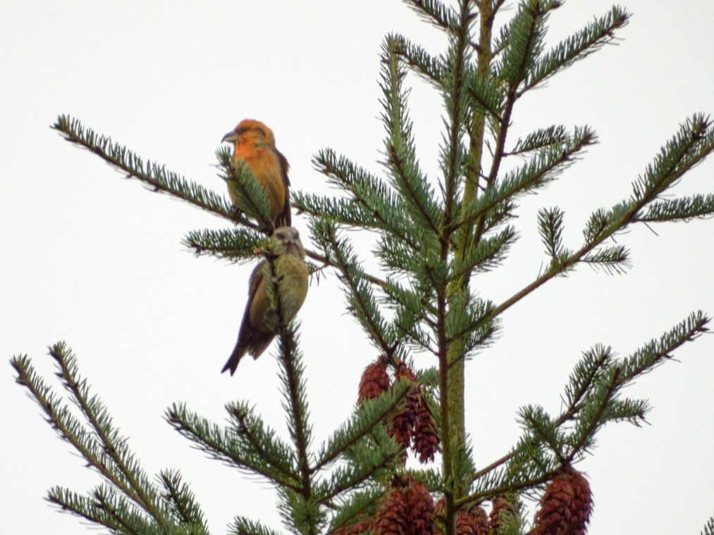 Photo of Crossbill