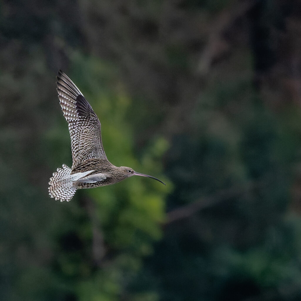 Photo of Curlew