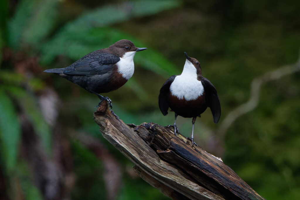 Photo of Dipper