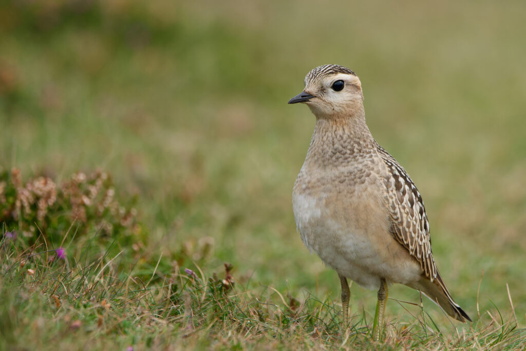 Photo of Dotterel