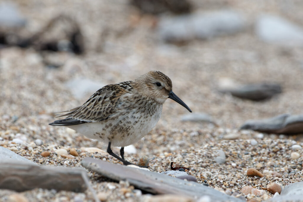 Photo of Dunlin