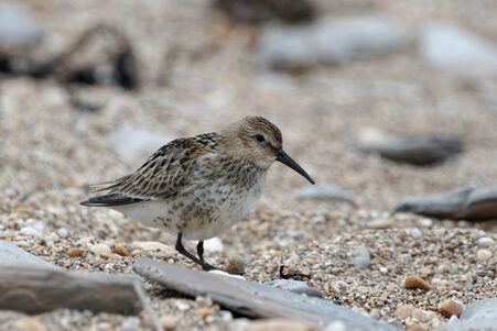 Thumbnail of Dunlin