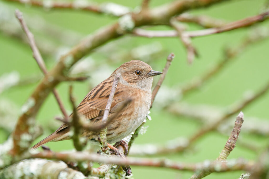 Dunnock