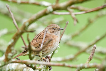 Thumbnail of Dunnock