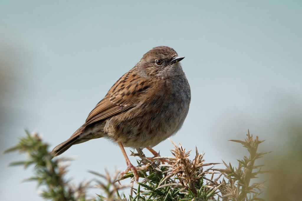 Dunnock