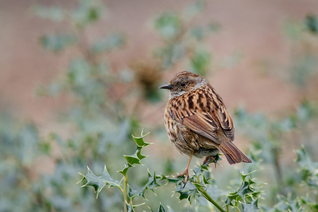 Photo of Dunnock