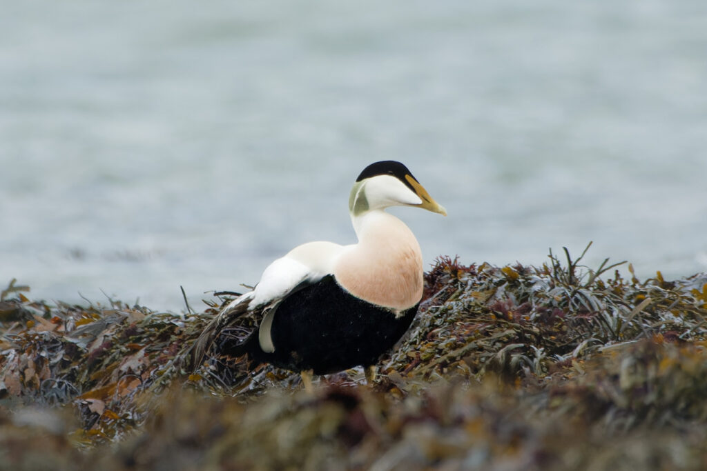 Photo of Eider