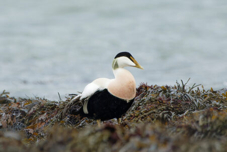 Thumbnail of Eider