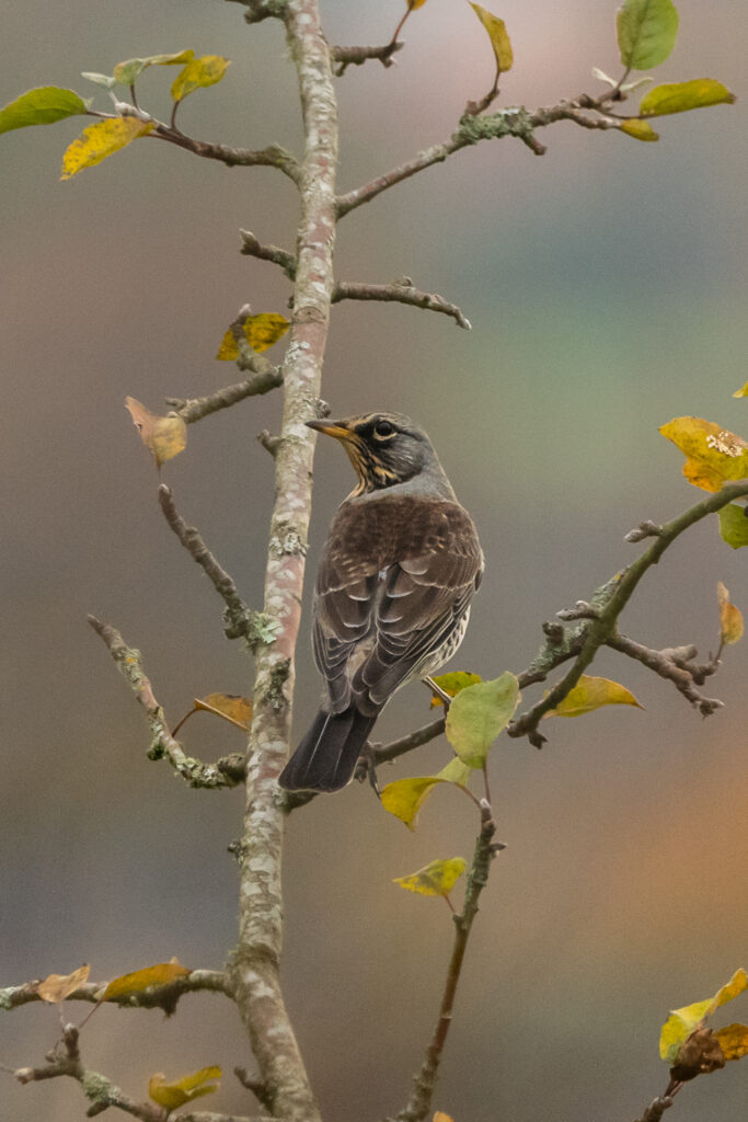 Photo of Fieldfare