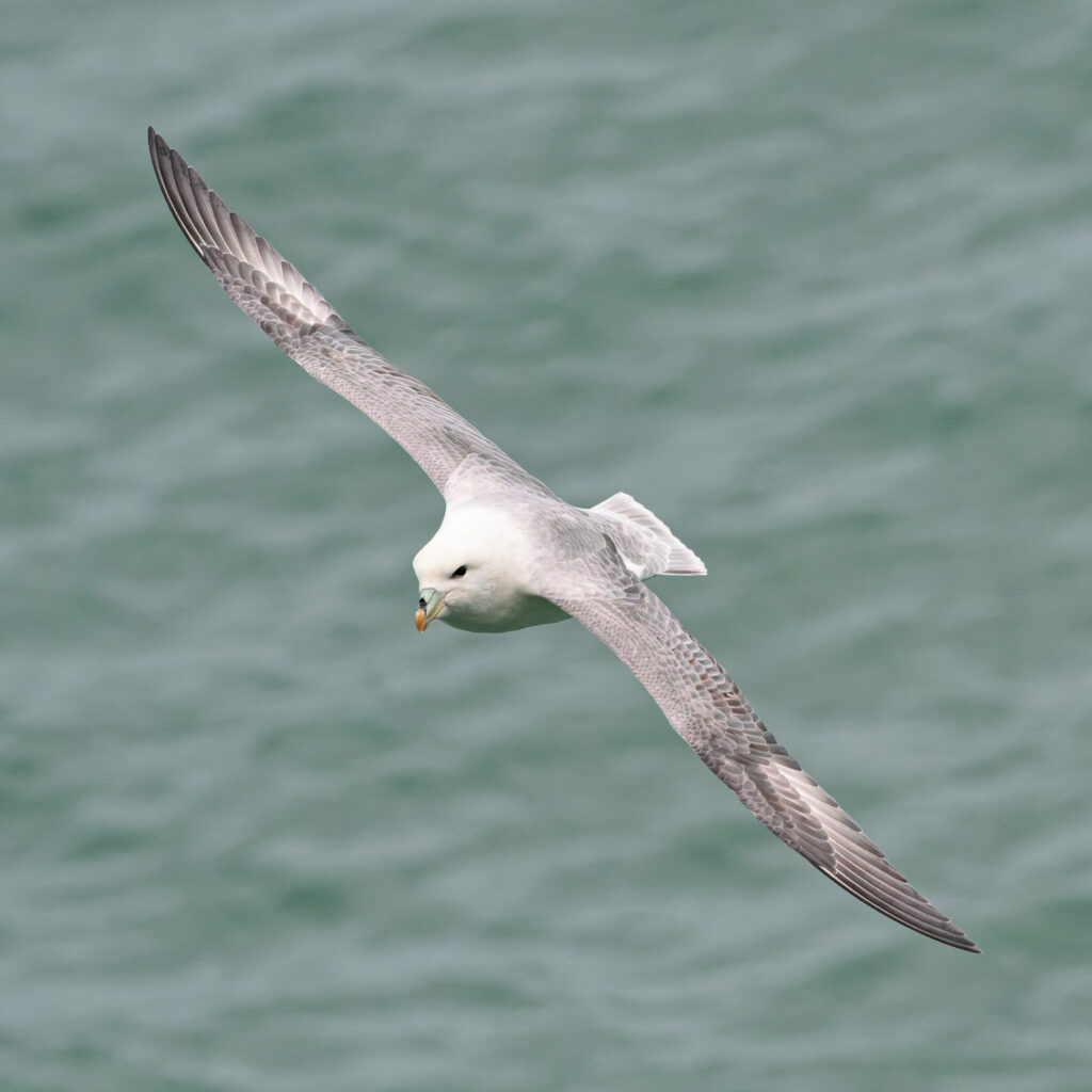 Photo of Fulmar