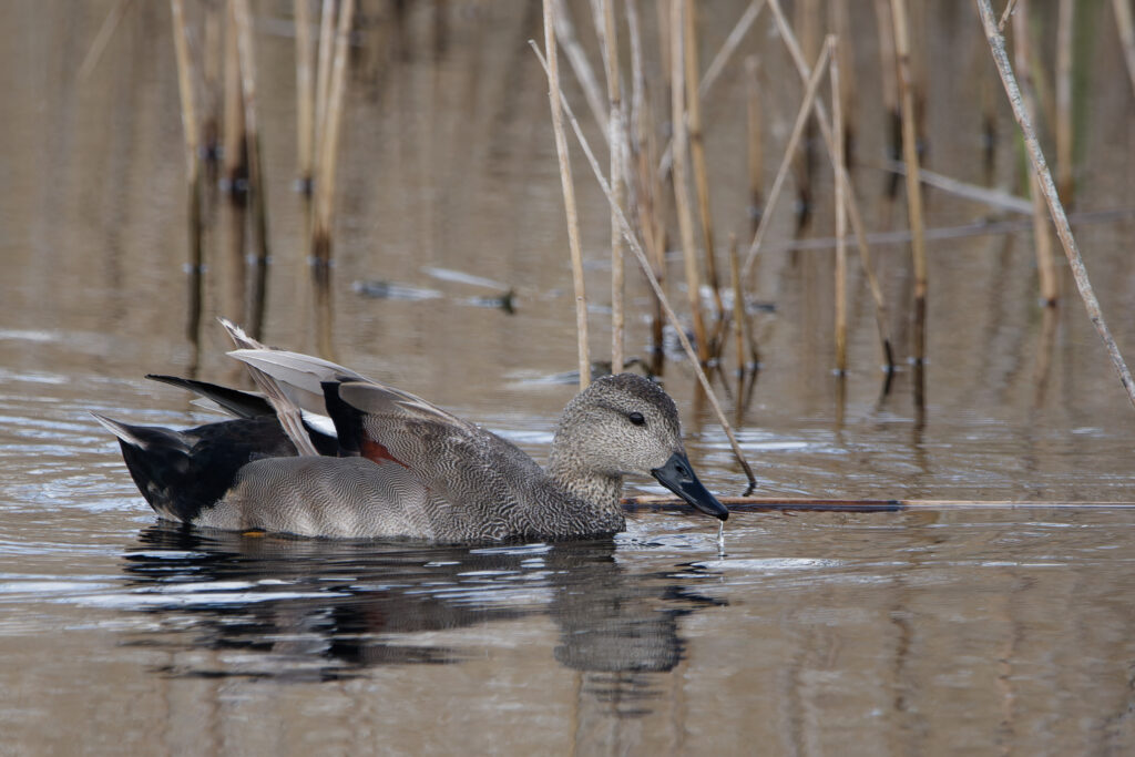 Photo of Gadwall