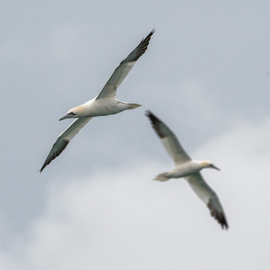 Gannet