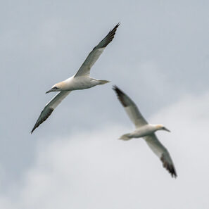 Thumbnail of Gannet