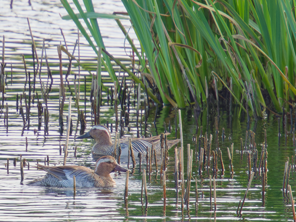 Photo of Garganey