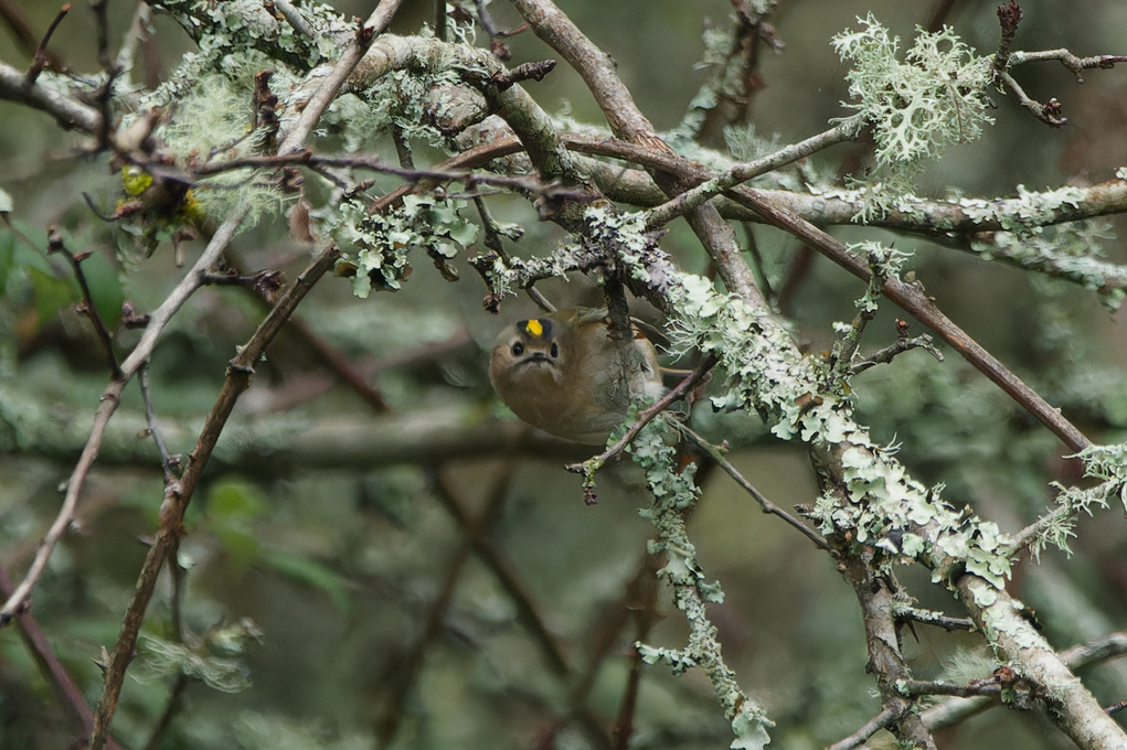 Photo of Goldcrest