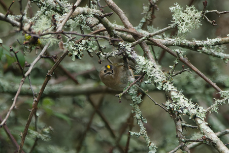 Thumbnail of Goldcrest