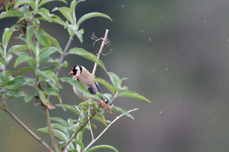 Thumbnail of Goldfinch