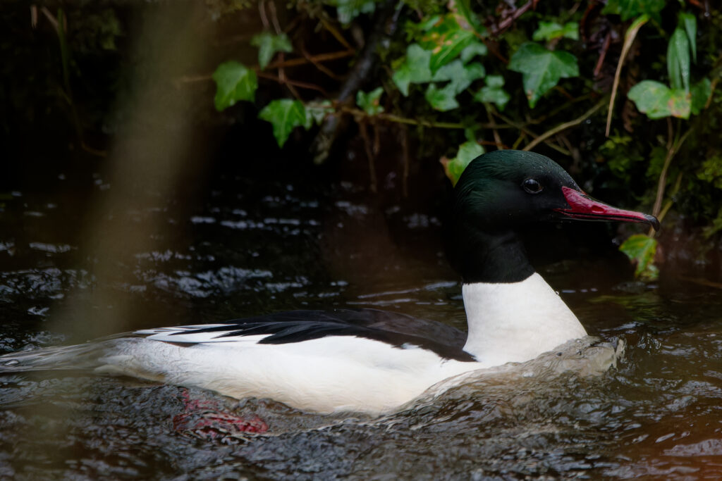 Photo of Goosander