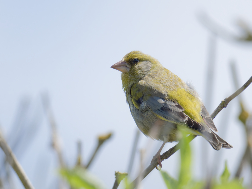 Photo of Greenfinch