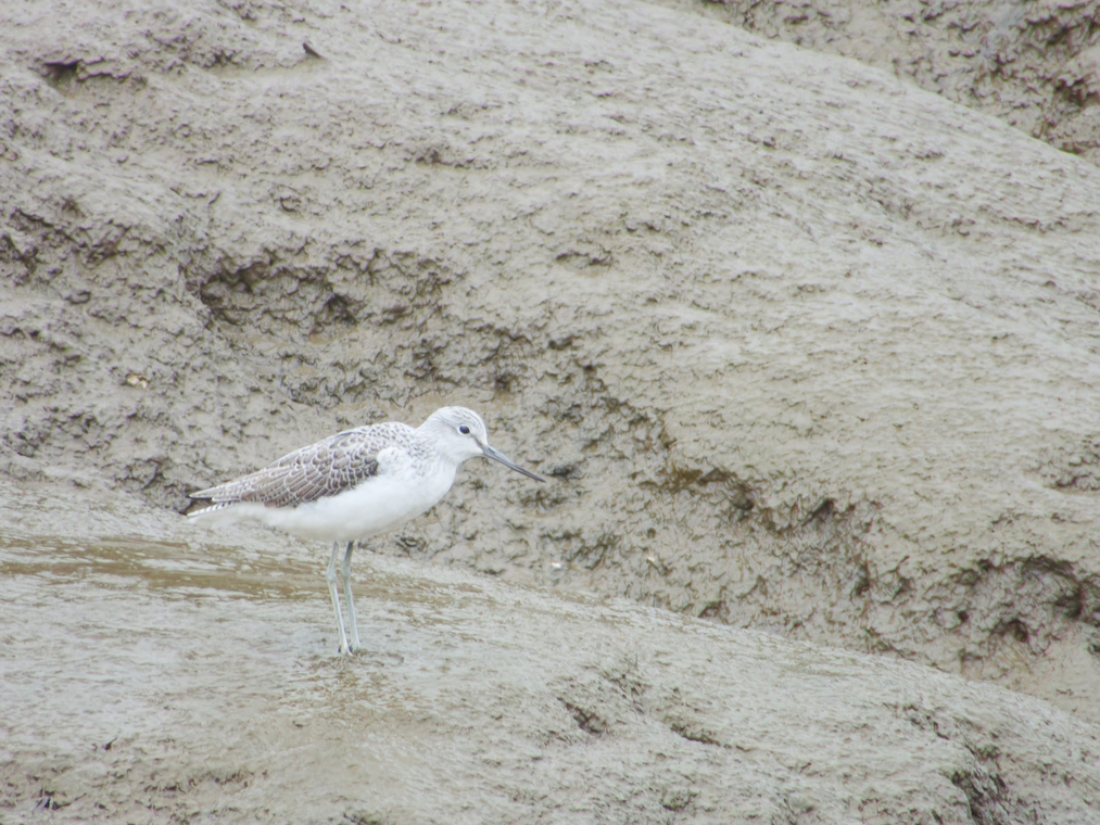 Photo of Greenshank