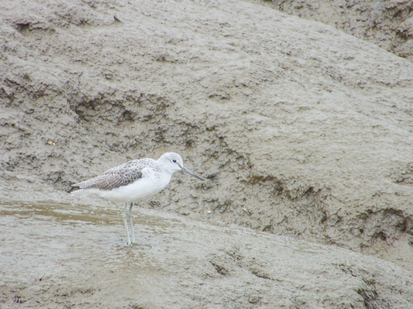 Thumbnail of Greenshank