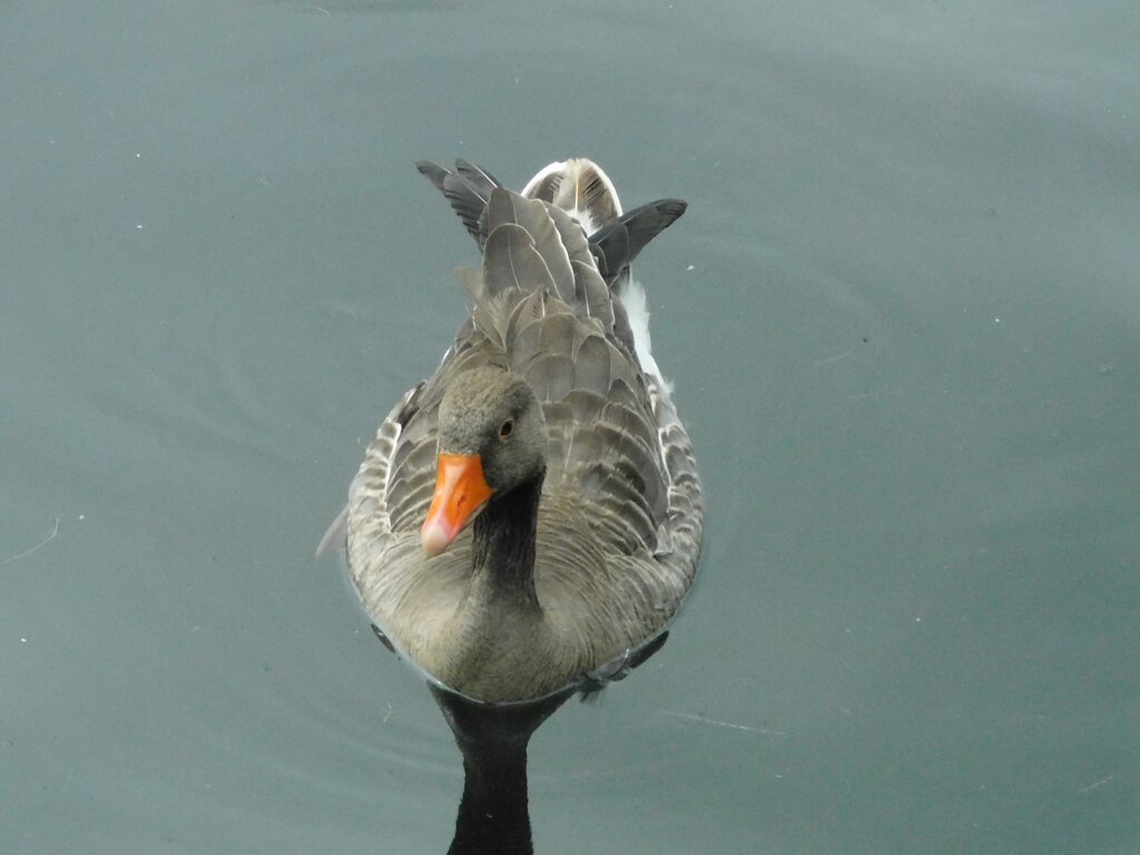 Greylag Goose