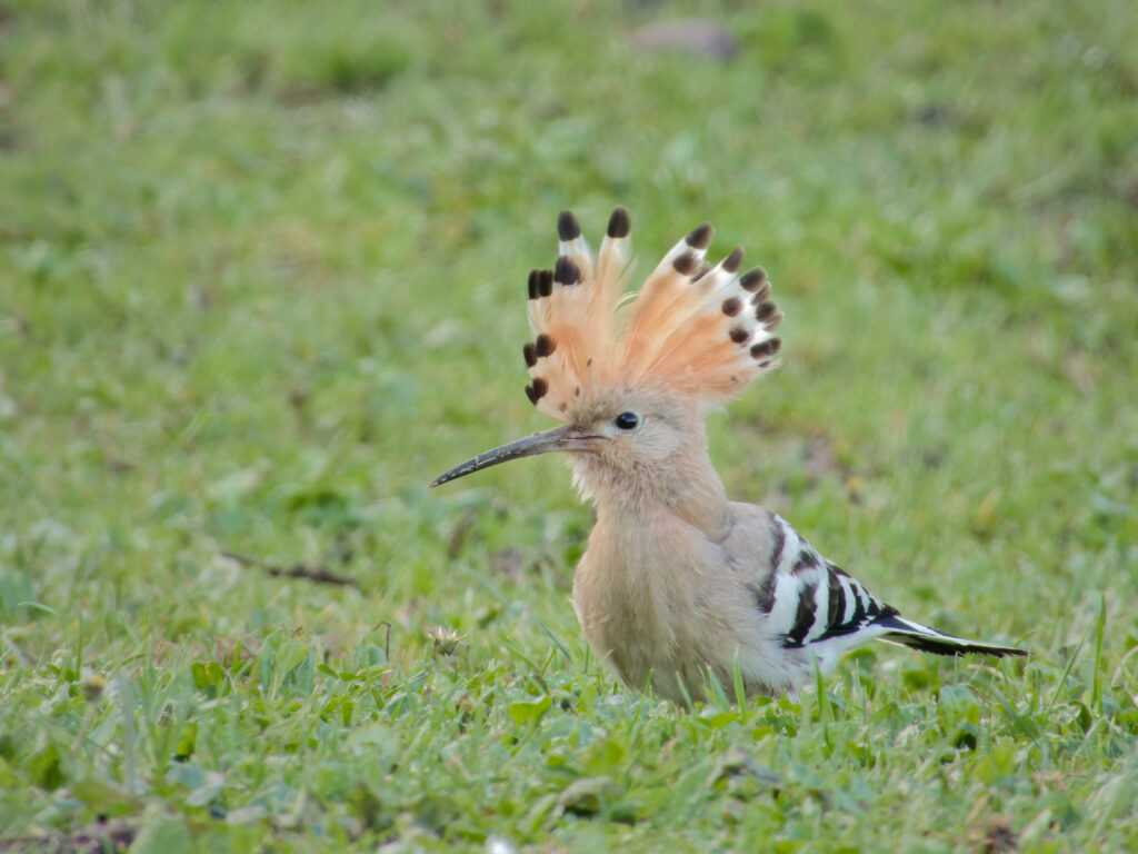 Photo of Hoopoe