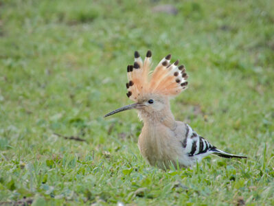 Thumbnail of Hoopoe