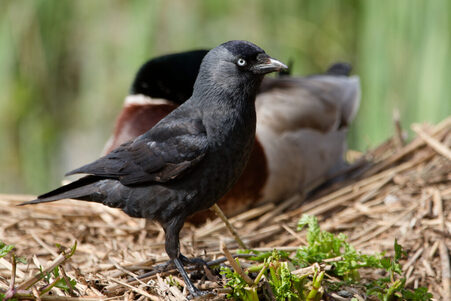 Thumbnail of Jackdaw