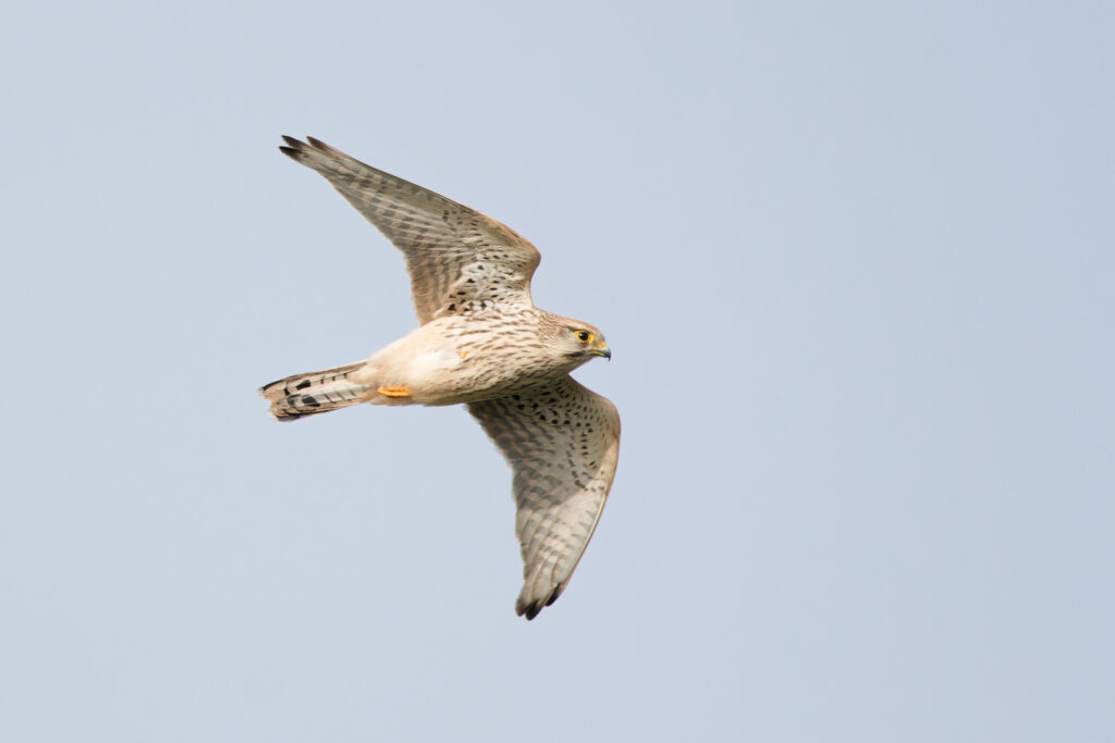 Kestrel