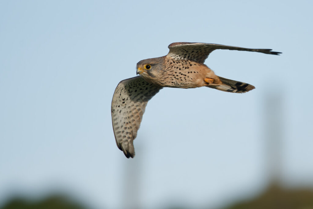 Photo of Kestrel