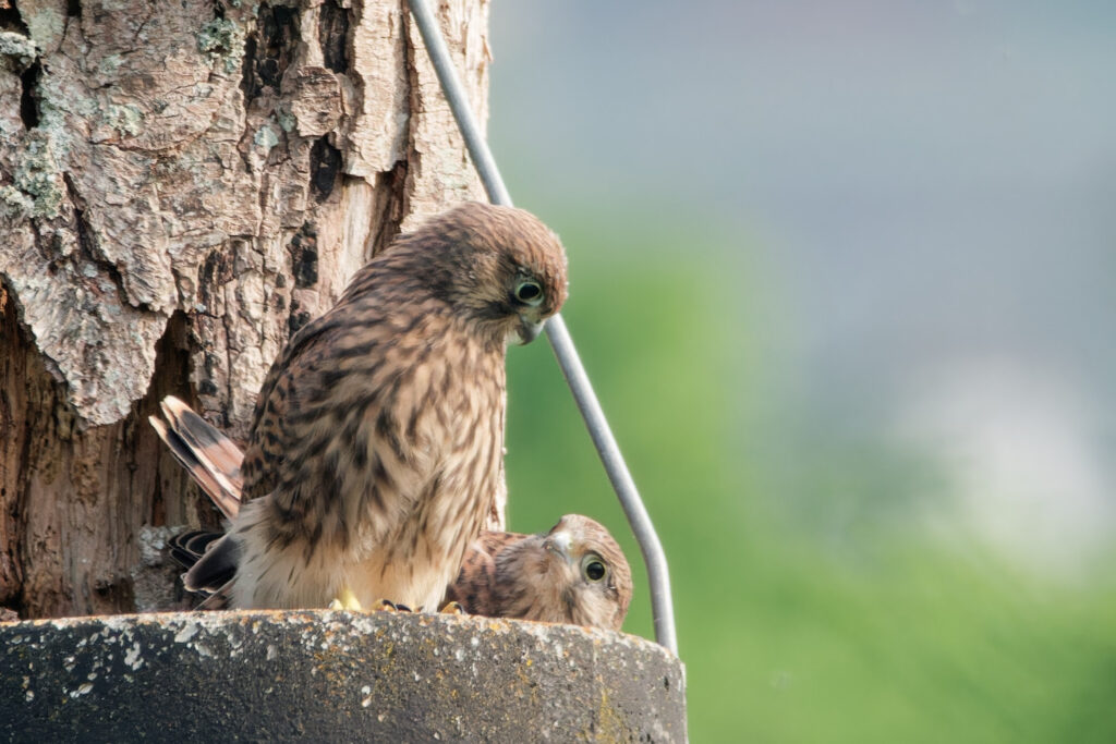 Kestrel