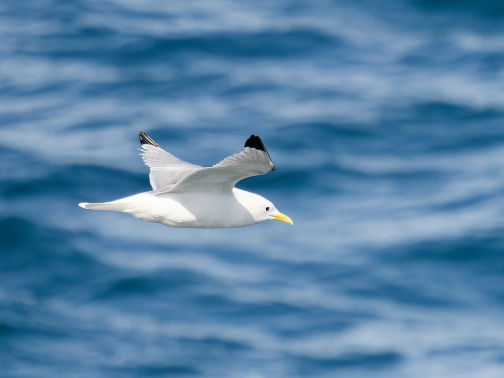 Kittiwake