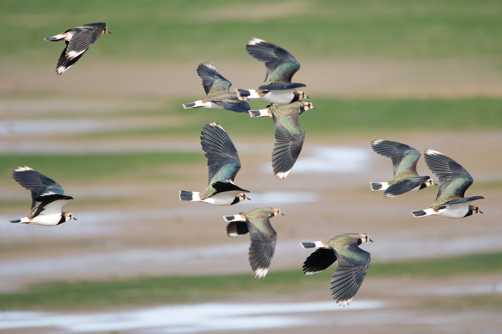 Lapwing